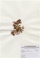 藏品(海木耳)的圖片